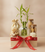 Lucky Bamboo Wellness Gift Humper