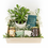 Luxury Earl Grey Tea & Succulent Gift Set